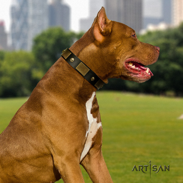 Pitbull comfy wearing full grain genuine leather collar for your attractive dog