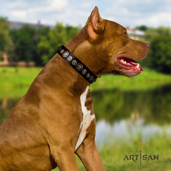 Pitbull convenient full grain genuine leather dog collar with stylish adornments