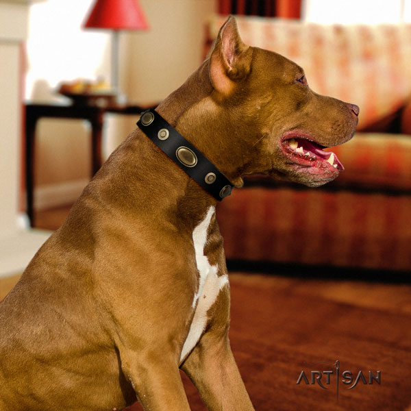 Pitbull fine quality genuine leather dog collar with unique studs