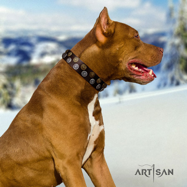 Pitbull easy wearing full grain leather dog collar with fashionable adornments