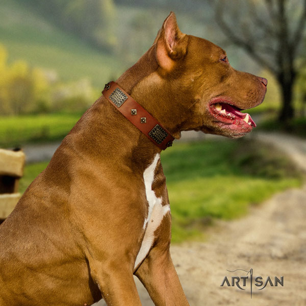 Pitbull adjustable leather dog collar with top notch studs