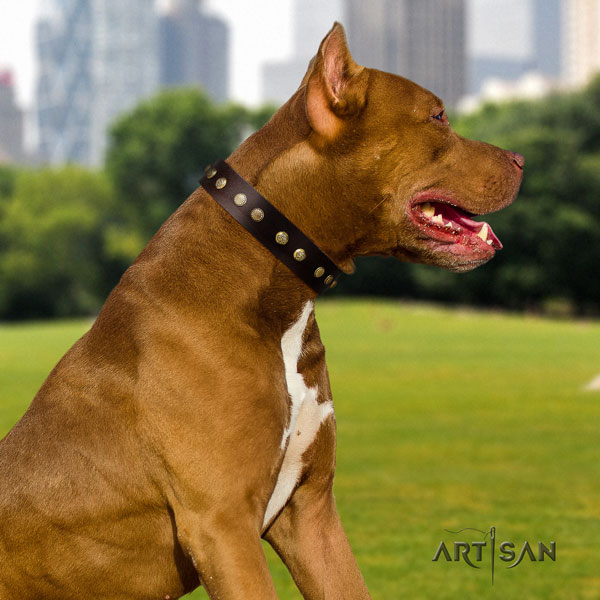 Pitbull easy wearing genuine leather dog collar with extraordinary studs