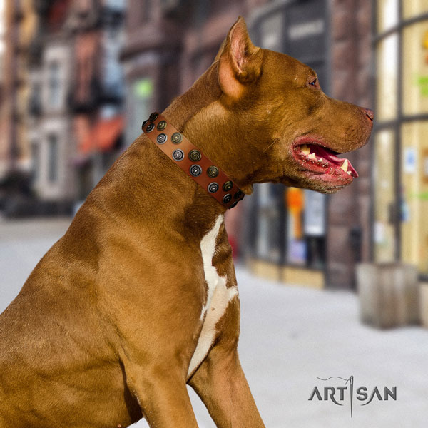 Pitbull fine quality full grain natural leather dog collar with fashionable decorations