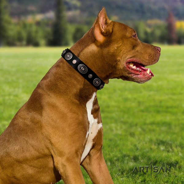 Pitbull best quality full grain natural leather dog collar with inimitable embellishments
