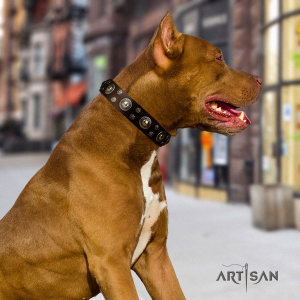 Pitbull easy adjustable leather dog collar with exceptional studs