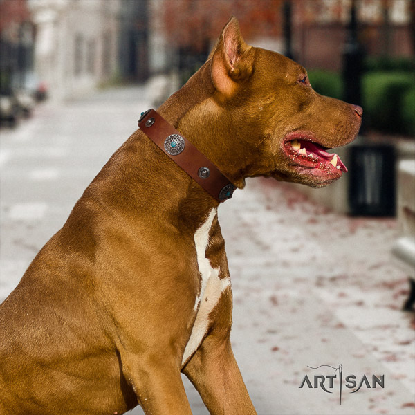 Pitbull daily use full grain leather collar for your lovely four-legged friend