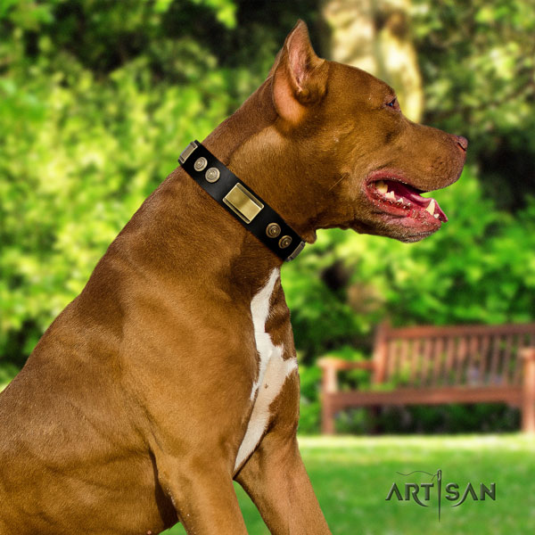 Pitbull handmade full grain leather dog collar with stylish studs