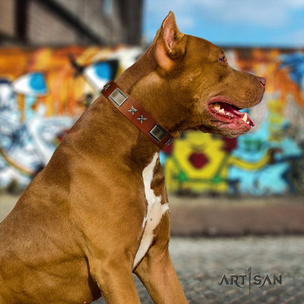 Pitbull fine quality full grain genuine leather dog collar with unusual adornments