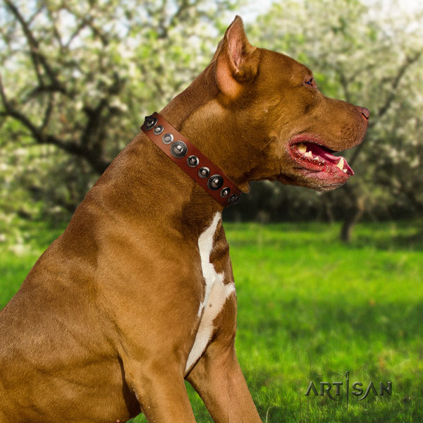 Pitbull convenient genuine leather dog collar with exceptional embellishments