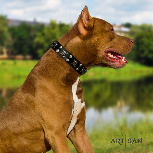 Pitbull fine quality leather dog collar with exquisite decorations