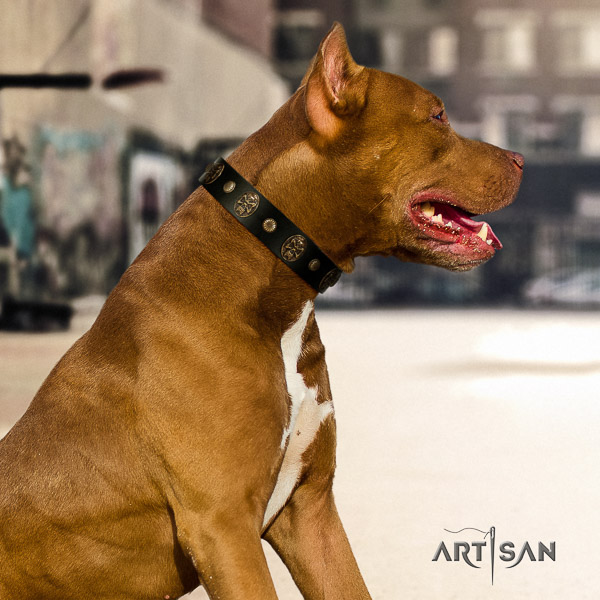 Pitbull walking natural leather collar for your impressive pet