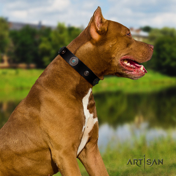 Pitbull comfy wearing genuine leather collar for your attractive canine