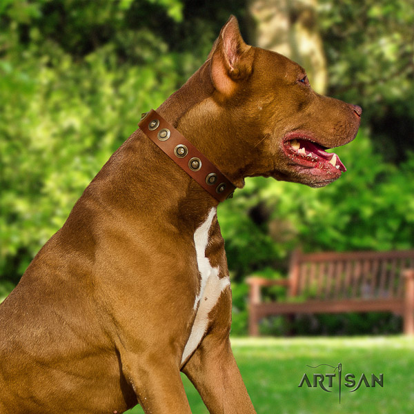 Pitbull handy use full grain natural leather collar for your handsome dog