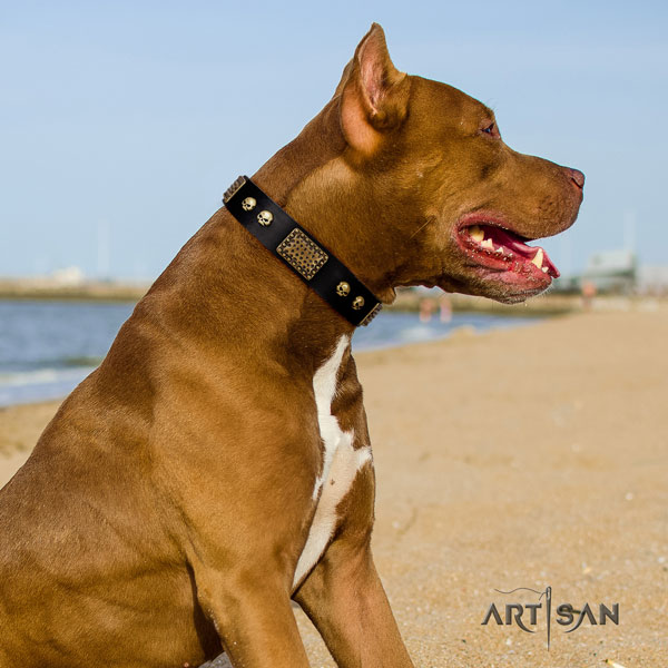 Pitbull easy wearing full grain natural leather dog collar with top notch embellishments