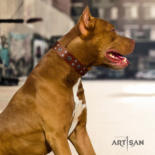 Pitbull top quality leather dog collar with fashionable embellishments