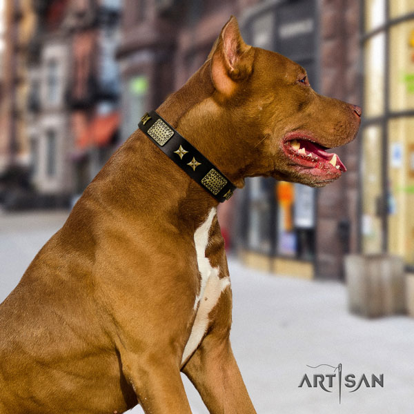 Pitbull fine quality full grain leather dog collar with awesome adornments