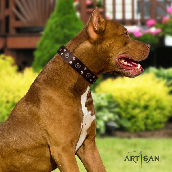 Pitbull easy adjustable full grain genuine leather dog collar with impressive adornments