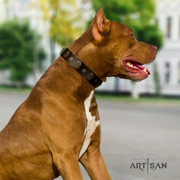 Pitbull daily use genuine leather collar for your stylish doggie