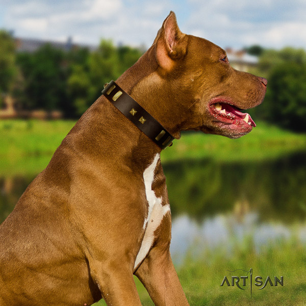 Pitbull everyday use genuine leather collar for your impressive canine