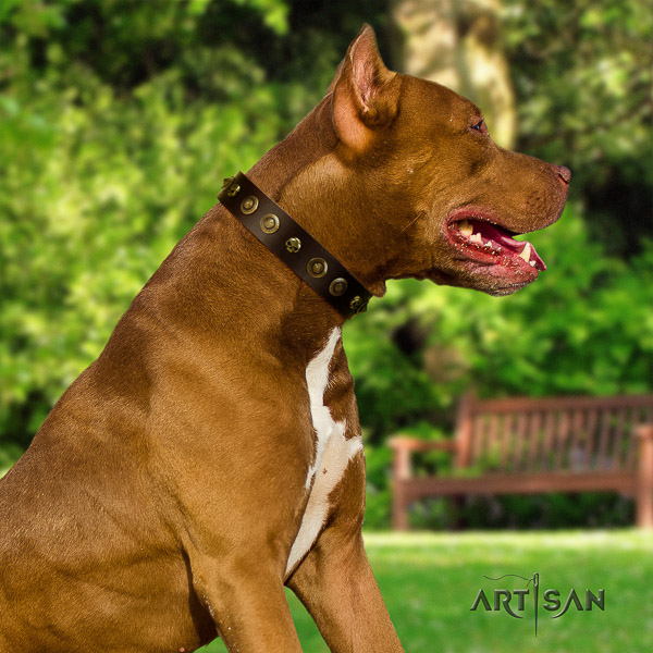 Pitbull everyday use natural leather collar for your impressive canine