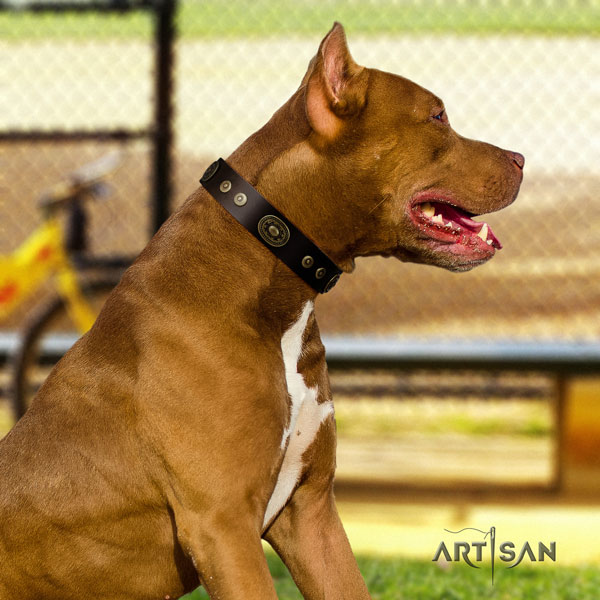 Pitbull easy to adjust genuine leather dog collar with extraordinary adornments