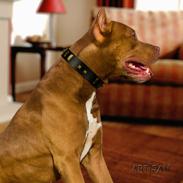 Pitbull everyday use genuine leather collar for your handsome dog