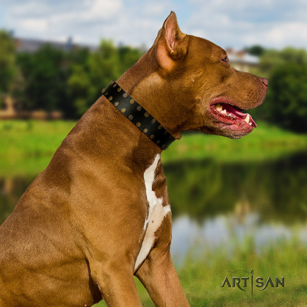 Pitbull daily walking genuine leather collar for your beautiful four-legged friend