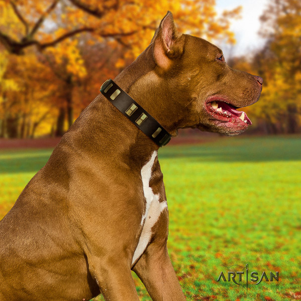 Pitbull everyday use full grain natural leather collar for your handsome doggie