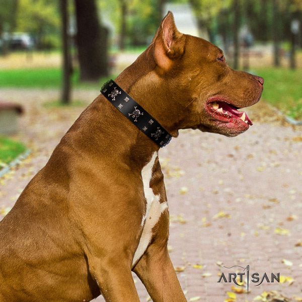 Pitbull basic training full grain natural leather collar for your beautiful dog