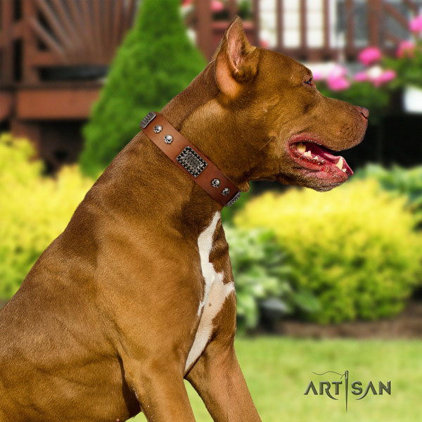Pitbull fine quality full grain genuine leather dog collar with fashionable studs
