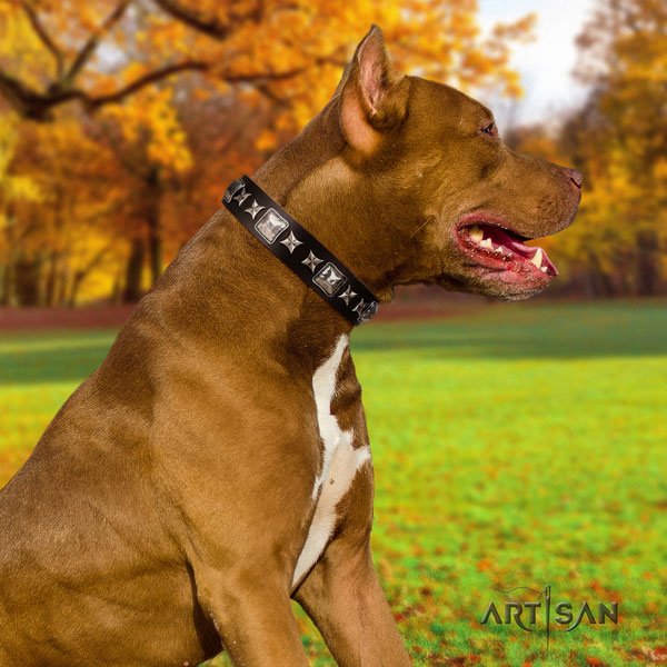 Pitbull convenient natural genuine leather dog collar with exceptional embellishments