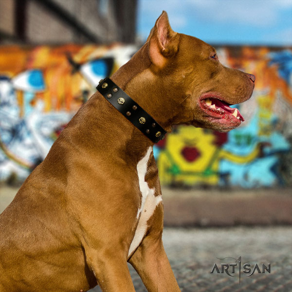 Pitbull handmade leather dog collar with stylish design embellishments