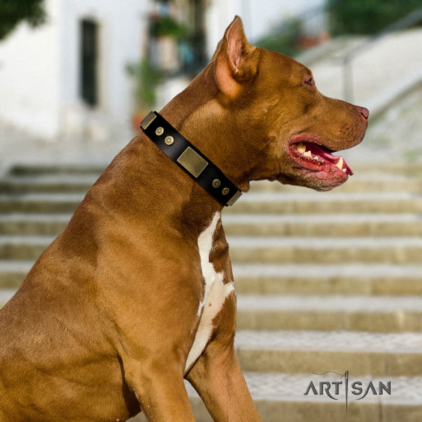 Pitbull best quality full grain leather dog collar with extraordinary embellishments