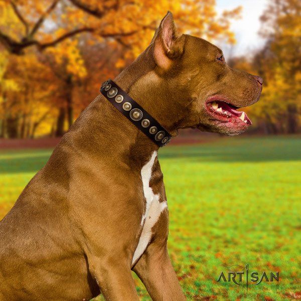Pitbull easy wearing full grain genuine leather dog collar with stylish design decorations