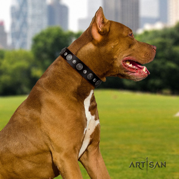Pitbull perfect fit genuine leather dog collar with extraordinary adornments