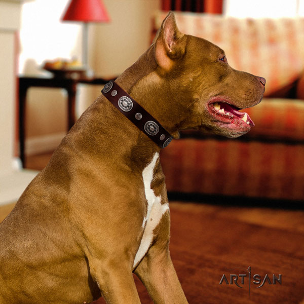 Pitbull easy adjustable full grain leather dog collar with stylish design studs