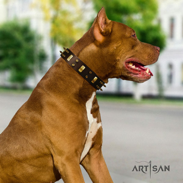 Pitbull easy to adjust leather dog collar with remarkable studs