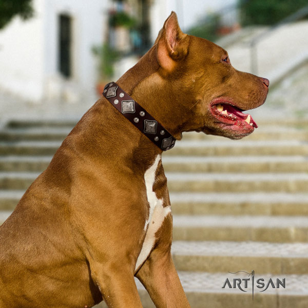 Pitbull fine quality full grain genuine leather dog collar with stylish design decorations