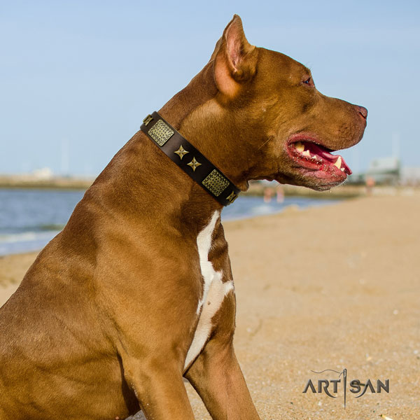 Pitbull easy to adjust genuine leather dog collar with stylish adornments