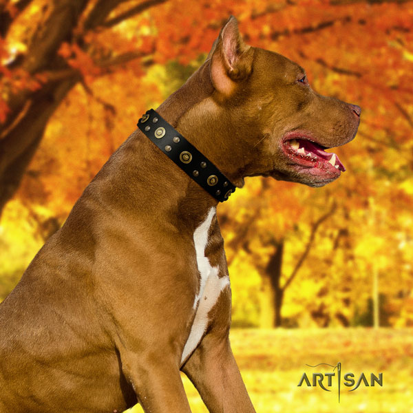 Pitbull handcrafted full grain genuine leather dog collar with extraordinary embellishments