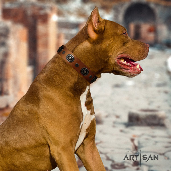 Pitbull easy wearing genuine leather dog collar with stylish design embellishments