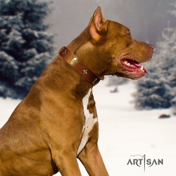 Pitbull daily use full grain leather collar for your stylish four-legged friend