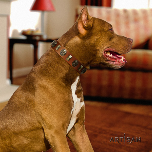 Pitbull everyday use full grain natural leather collar for your lovely four-legged friend