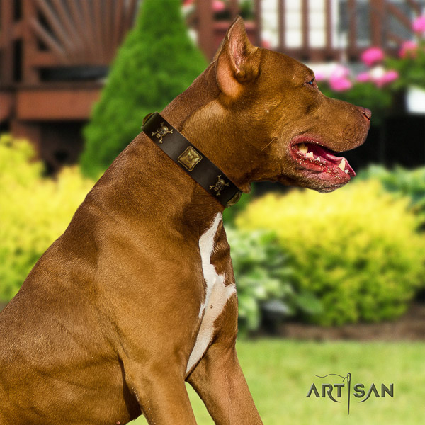 Pitbull walking natural leather collar for your impressive four-legged friend
