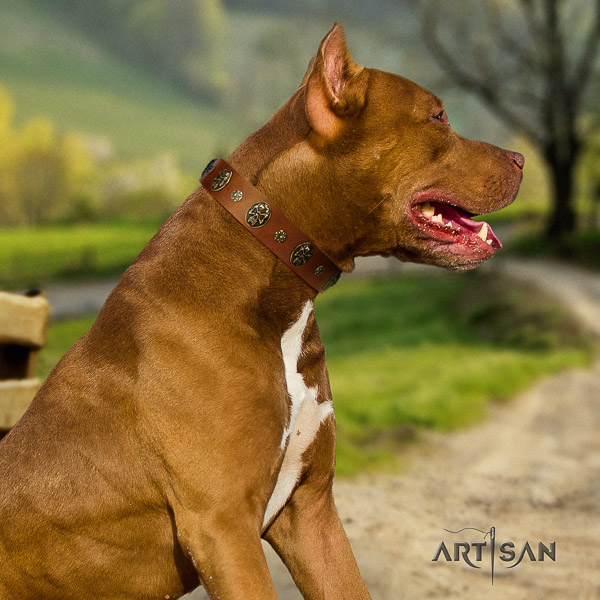 Pitbull fancy walking leather collar for your handsome canine