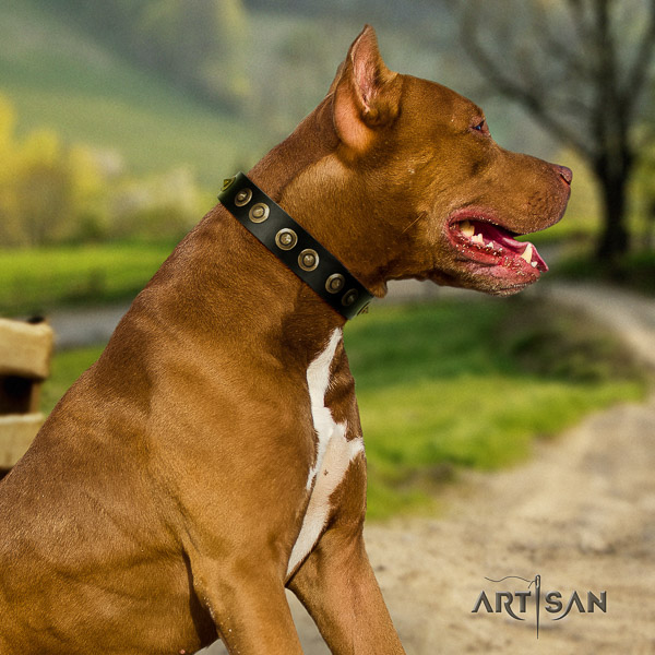 Pitbull handy use genuine leather collar for your beautiful pet