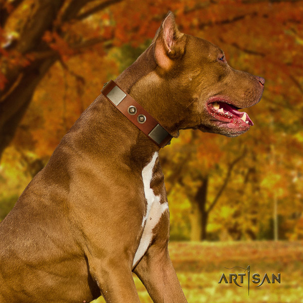 Pitbull daily use natural leather collar for your lovely four-legged friend