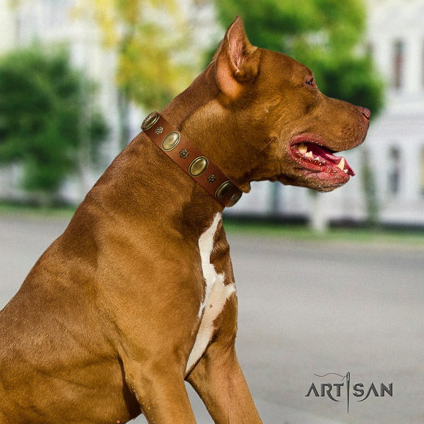 Pitbull walking full grain leather collar for your impressive canine