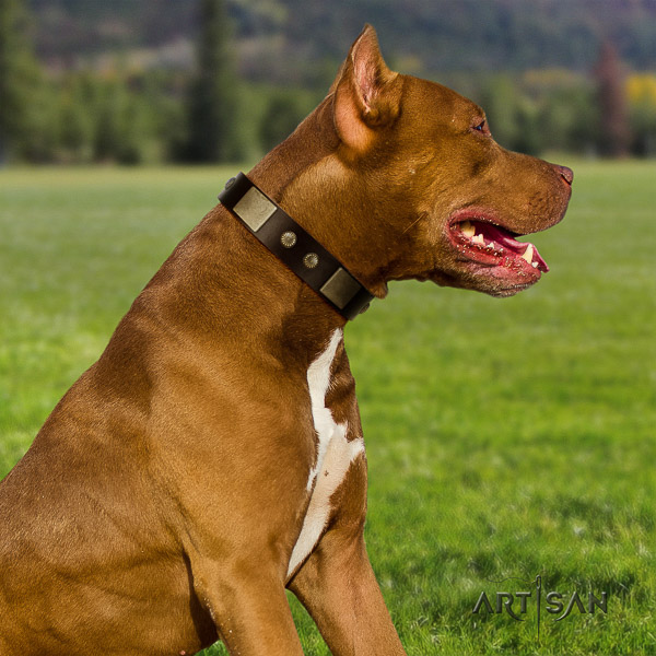 Pitbull everyday use full grain leather collar for your impressive canine