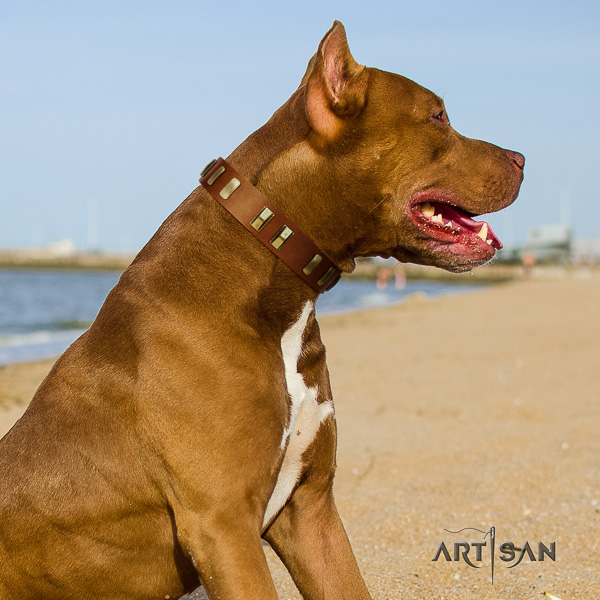 Pitbull everyday use full grain leather collar for your impressive doggie